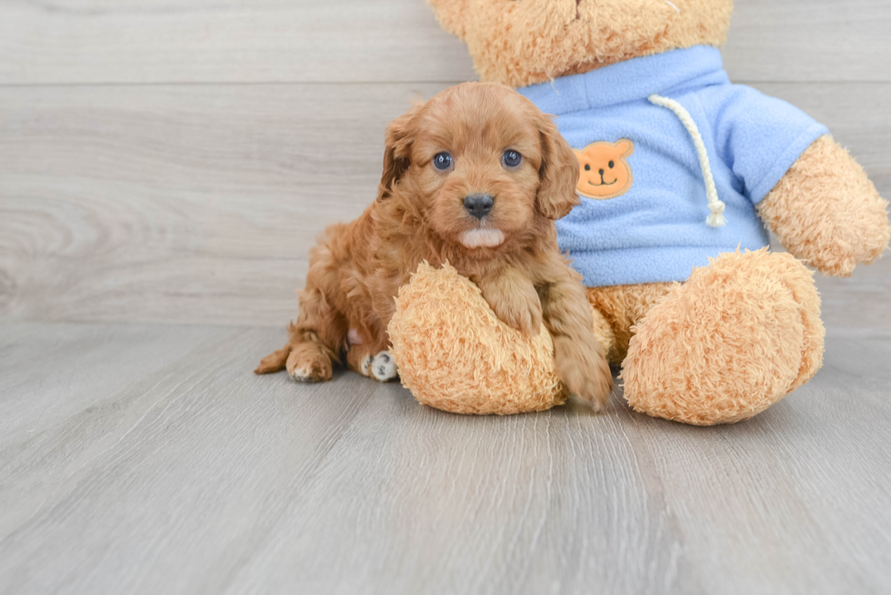 Hypoallergenic Cavoodle Poodle Mix Puppy