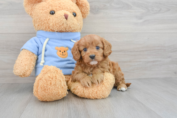 Cavapoo Puppy for Adoption