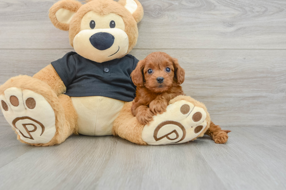 6 week old Cavapoo Puppy For Sale - Premier Pups