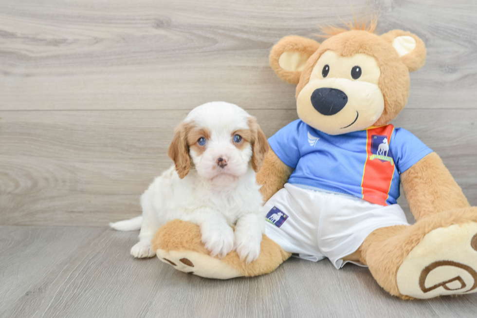 Cavapoo Puppy for Adoption