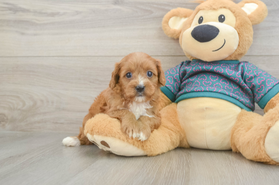6 week old Cavapoo Puppy For Sale - Premier Pups