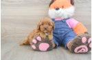 Best Cavapoo Baby
