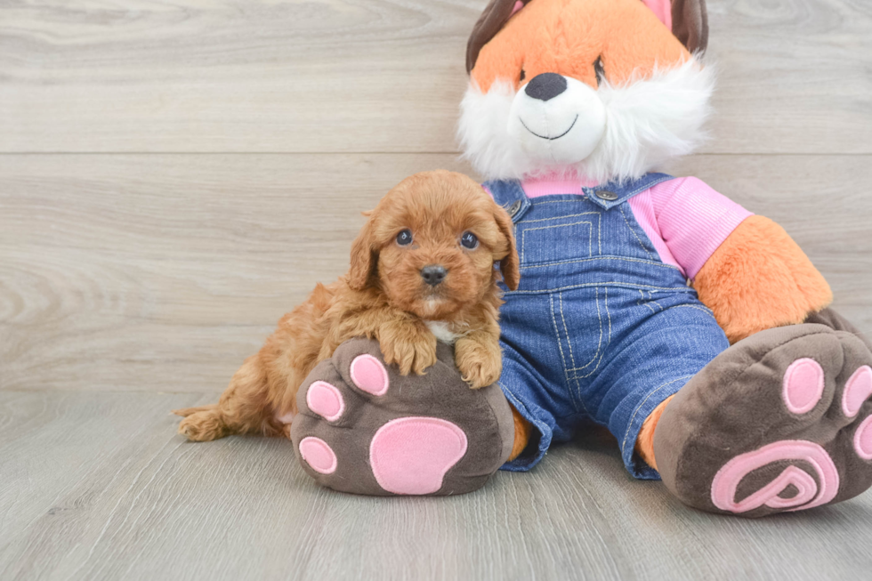Best Cavapoo Baby
