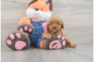 Cavapoo Pup Being Cute