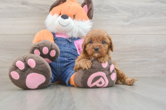 Cavapoo Pup Being Cute