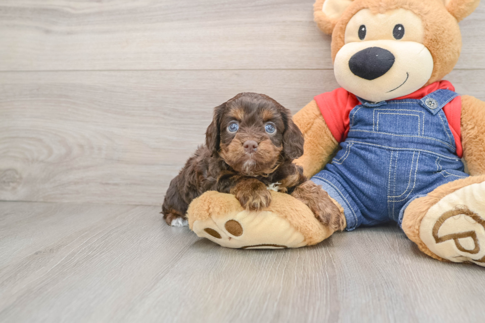 Cavapoo Pup Being Cute