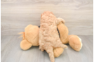 Best Cavapoo Baby