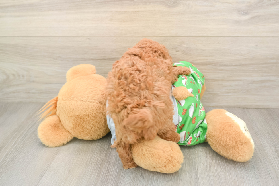 Petite Cavapoo Poodle Mix Pup