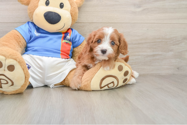 Cavapoo Puppy for Adoption