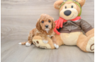 Popular Cavapoo Poodle Mix Pup