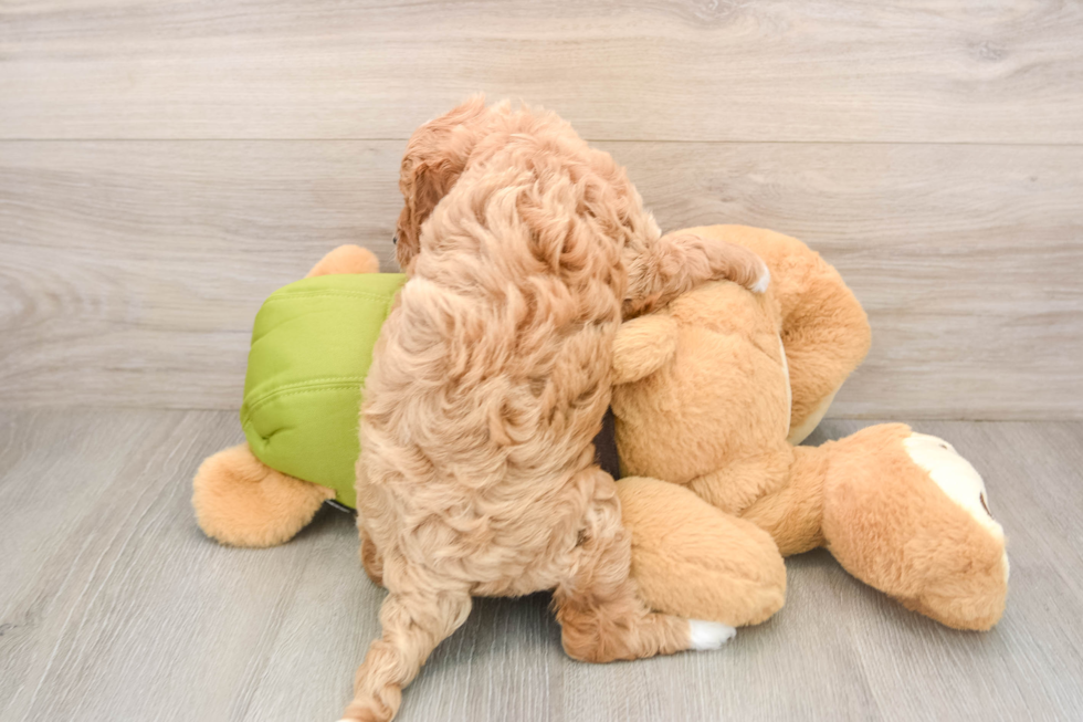 Cute Cavapoo Baby