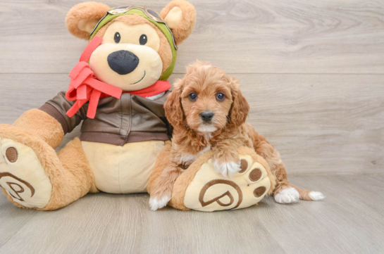 Cavapoo Puppy for Adoption