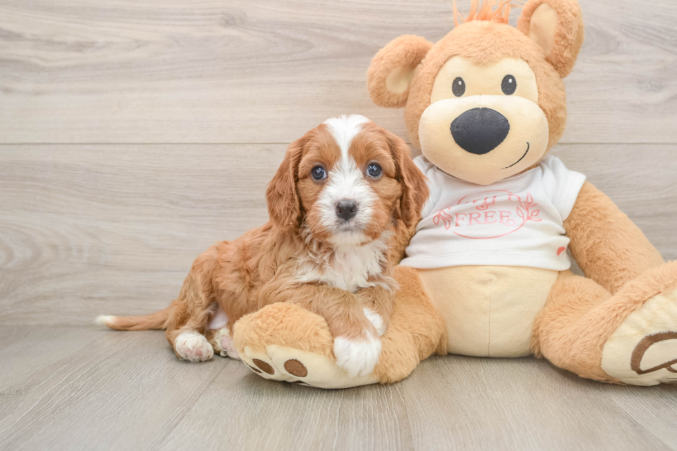 Cavapoo Puppy for Adoption