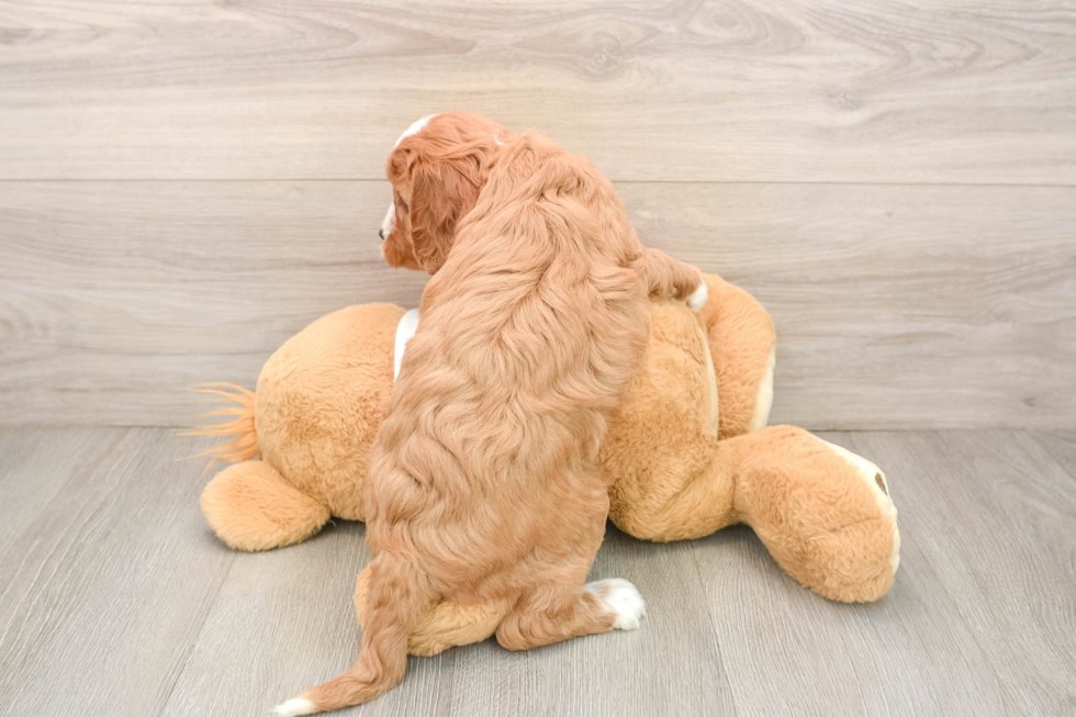 Smart Cavapoo Poodle Mix Pup