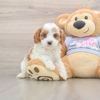Best Cavapoo Baby