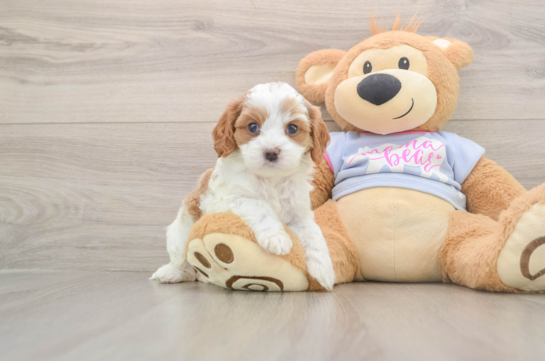 Best Cavapoo Baby
