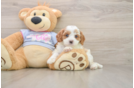 Best Cavapoo Baby