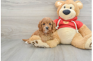 Best Cavapoo Baby