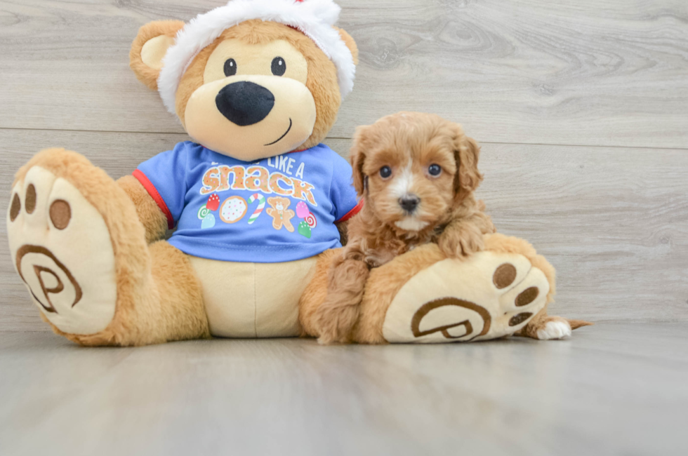 5 week old Cavapoo Puppy For Sale - Premier Pups