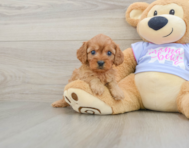 8 week old Cavapoo Puppy For Sale - Premier Pups