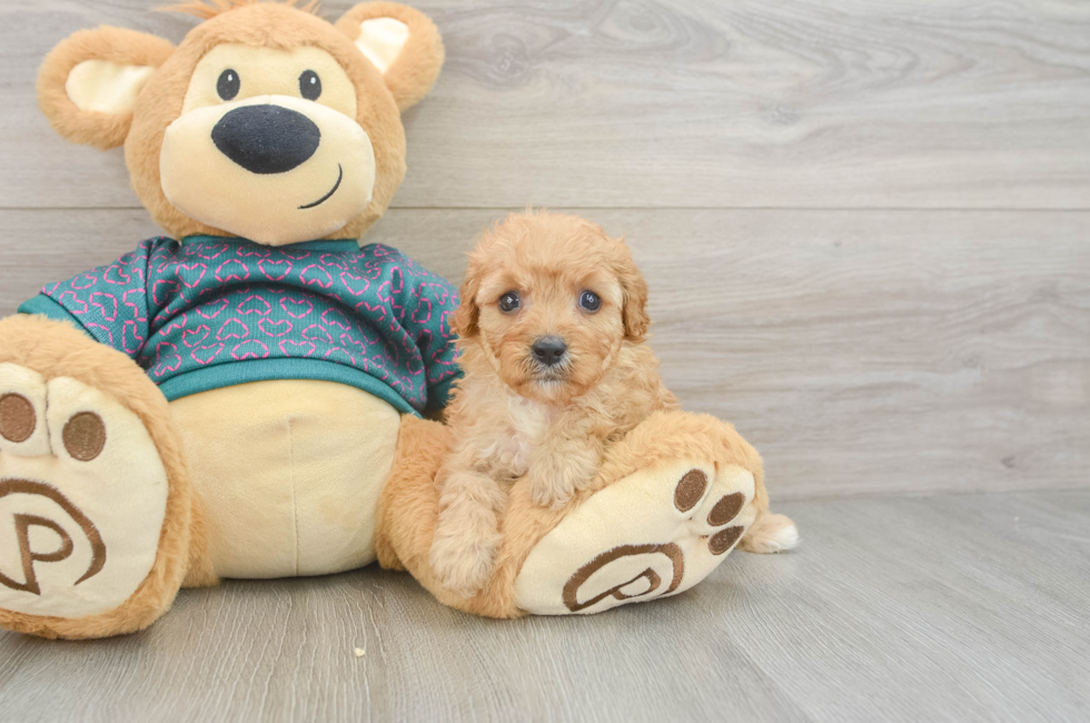 6 week old Cavapoo Puppy For Sale - Premier Pups