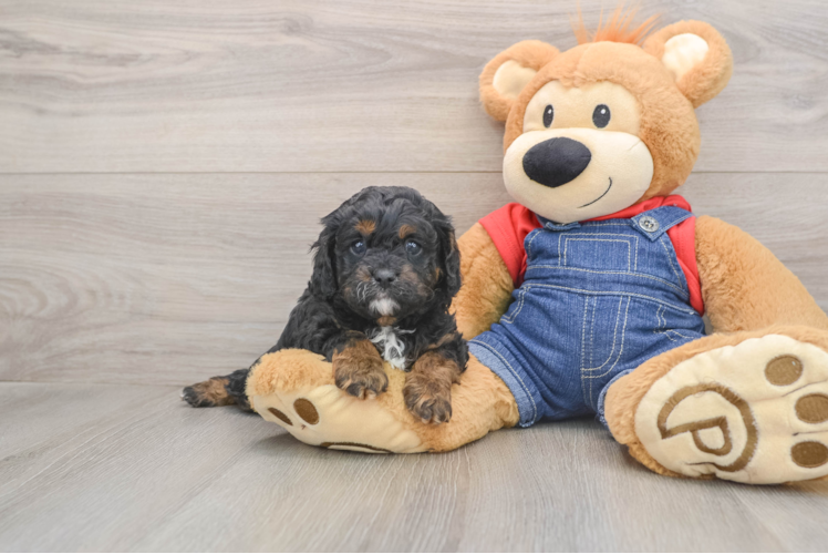 Sweet Cavapoo Baby