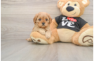 Funny Cavapoo Poodle Mix Pup