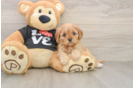 Cavapoo Pup Being Cute