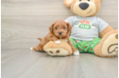 Friendly Cavapoo Baby