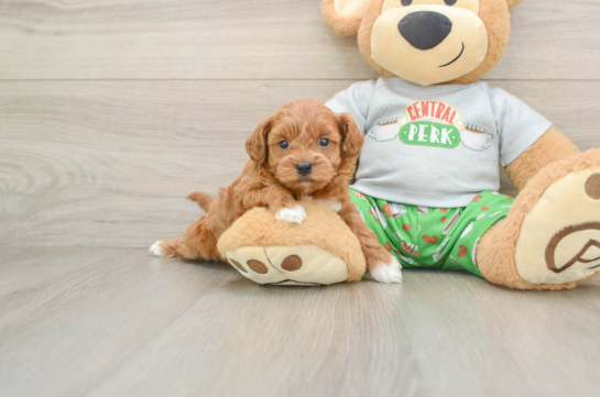 Friendly Cavapoo Baby