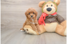 Cavapoo Pup Being Cute