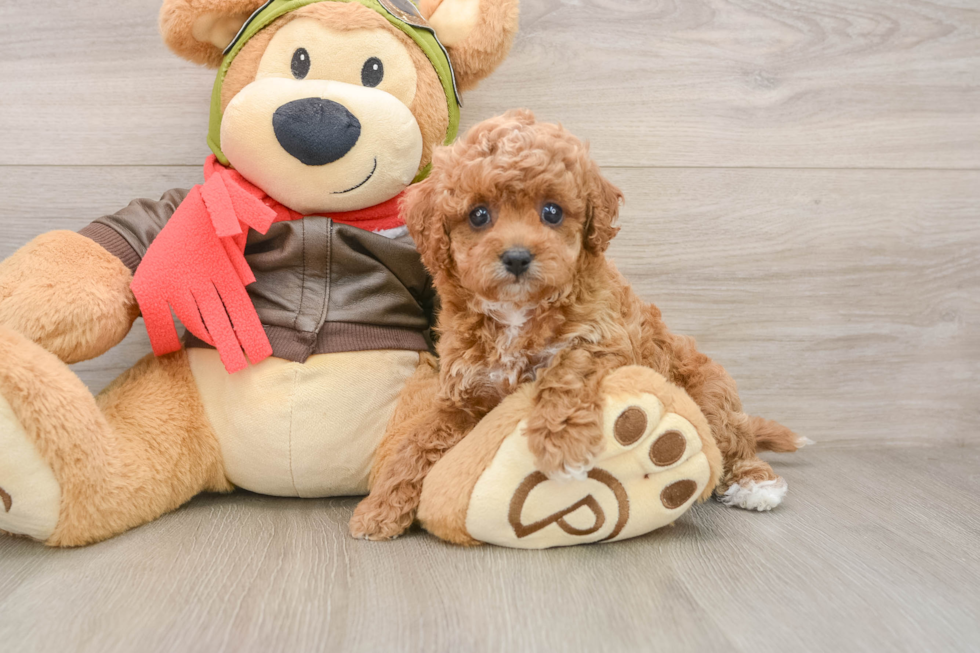 Cavapoo Pup Being Cute