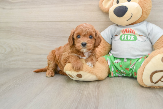 Cavapoo Puppy for Adoption