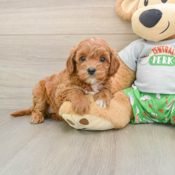 Cavapoo Puppy for Adoption