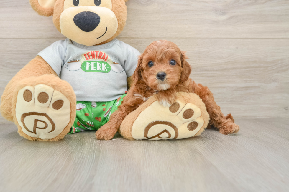 Small Cavapoo Baby