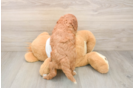 Cavapoo Puppy for Adoption