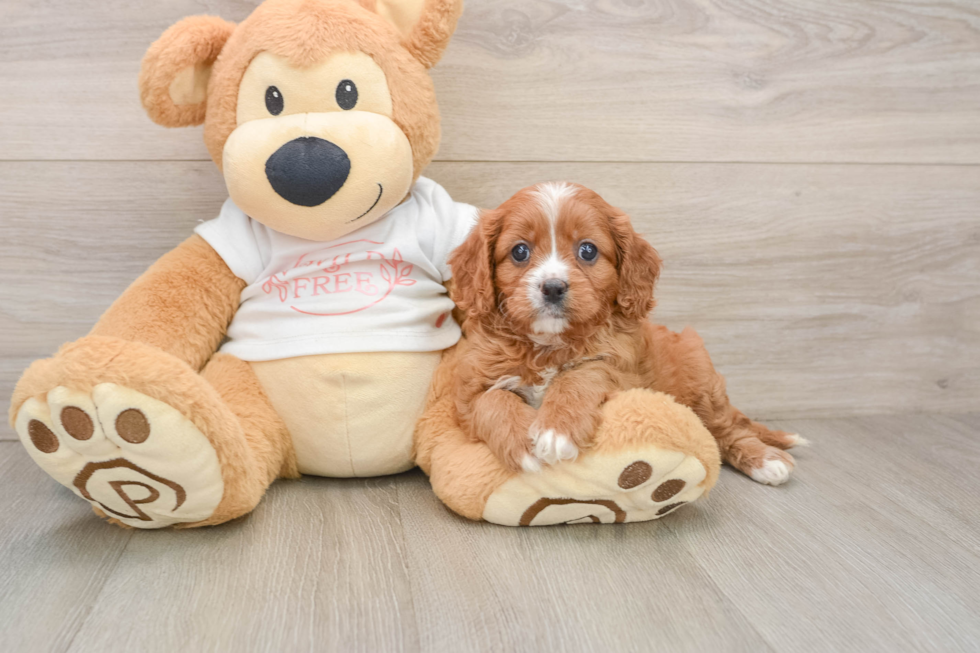 Adorable Cavalier King Charles Spaniel and Poodle Mix Poodle Mix Puppy