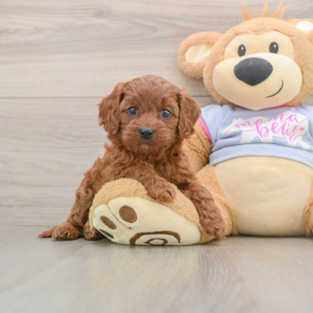 Friendly Cavapoo Baby