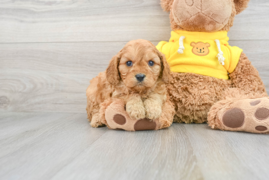 Best Cavapoo Baby