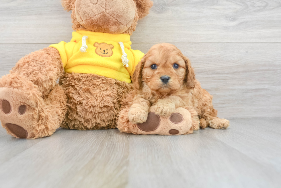 Smart Cavapoo Poodle Mix Pup