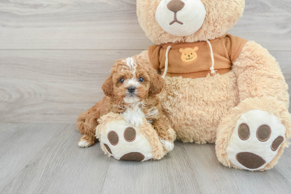 Cavapoo Puppy for Adoption