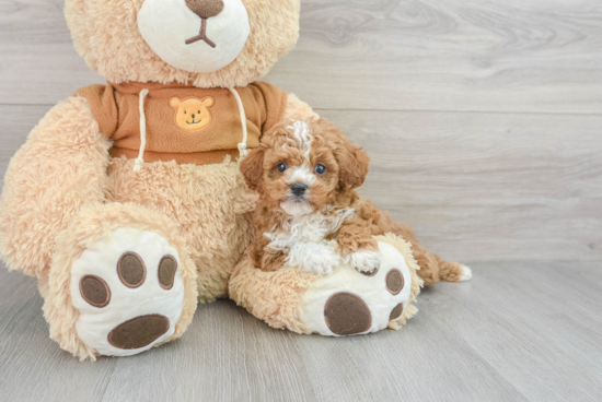 Cavapoo Puppy for Adoption