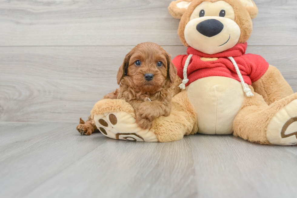 Cavapoo Pup Being Cute