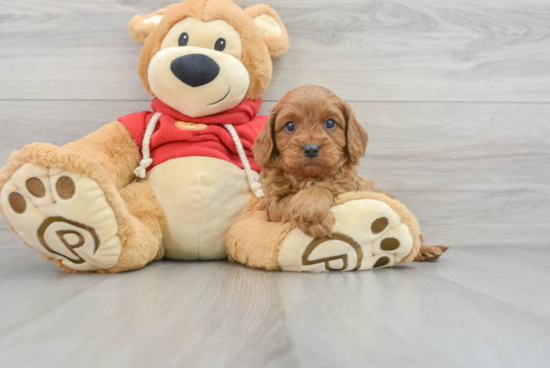 Best Cavapoo Baby