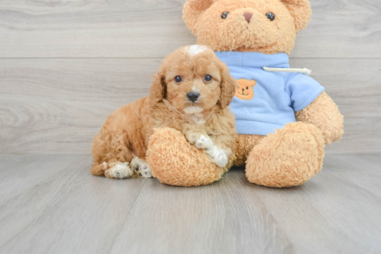 Best Cavapoo Baby