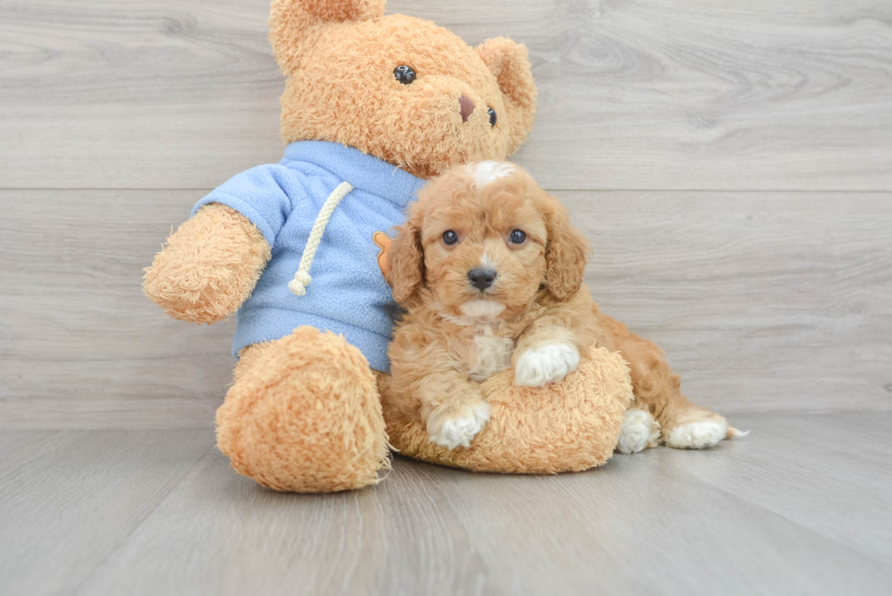 Little Cavoodle Poodle Mix Puppy