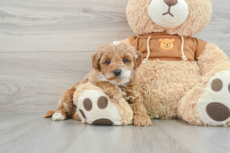 Cavapoo Pup Being Cute