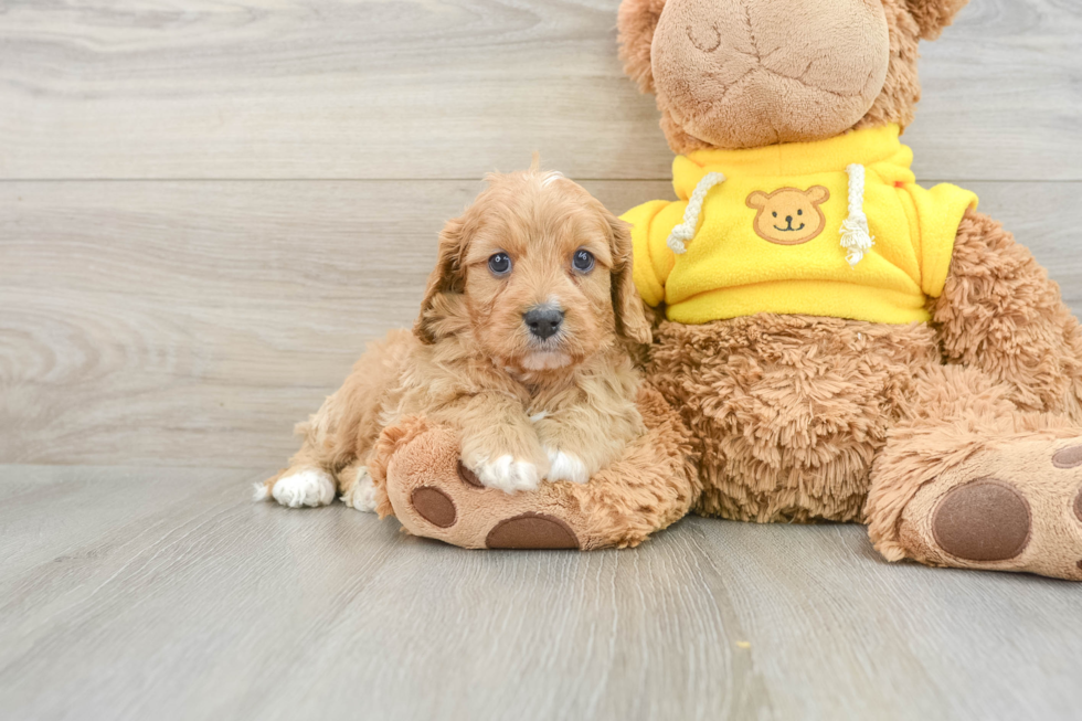 Cavapoo Pup Being Cute