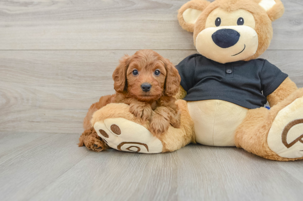 6 week old Cavapoo Puppy For Sale - Premier Pups