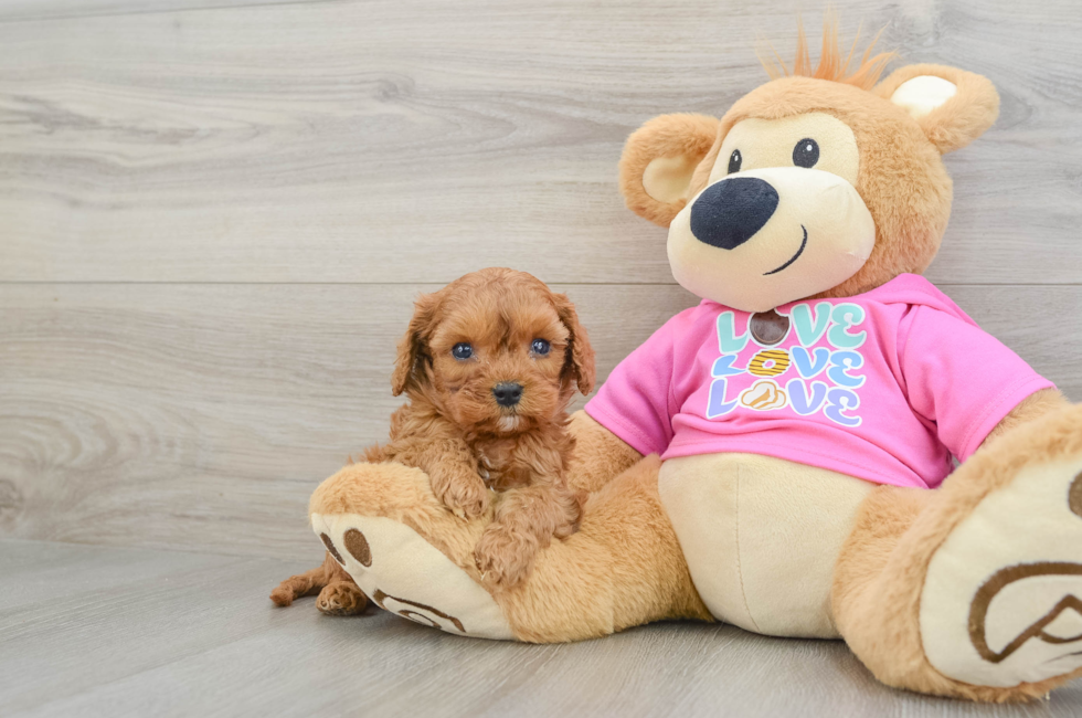 6 week old Cavapoo Puppy For Sale - Premier Pups